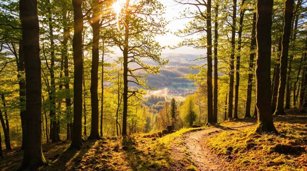 Découvrez les stages nature pour ados en Belgique : escapades inoubliables en Ardennes