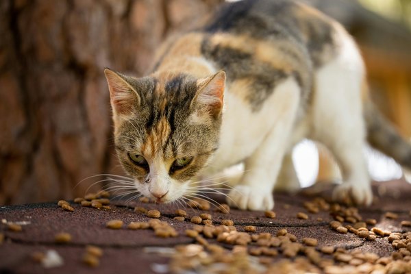 Découvrez l'abonnement croquettes pour chat pour un confort optimal